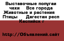 Выставочные попугаи чехи  - Все города Животные и растения » Птицы   . Дагестан респ.,Каспийск г.